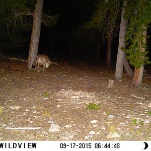 Meet your Posher, Cleo